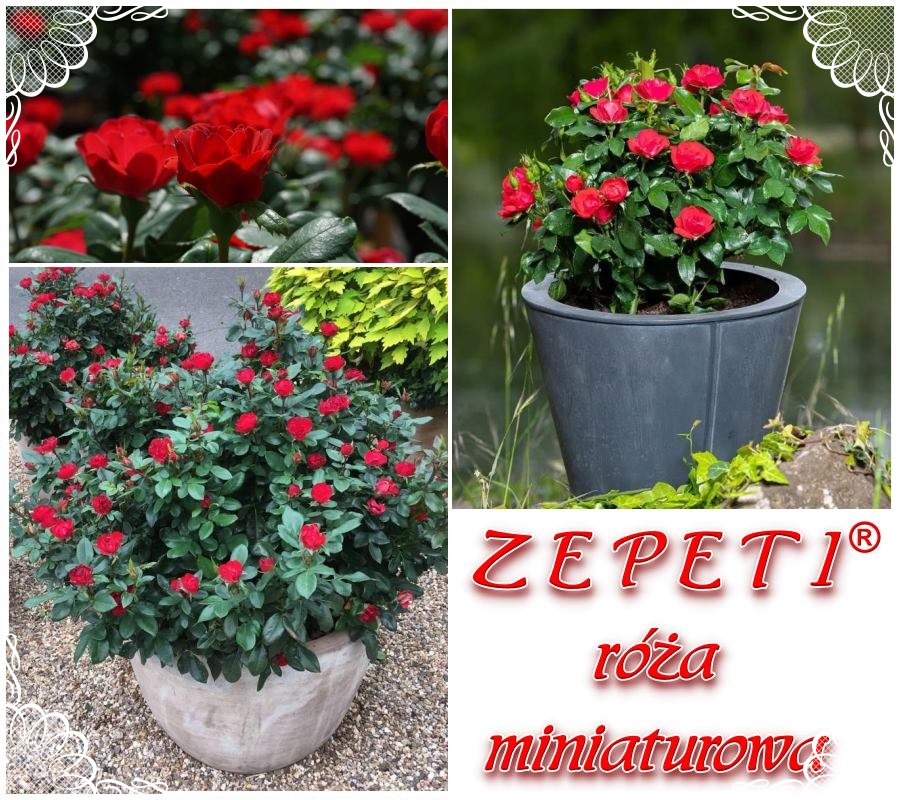 Zepeti róża miniaturowa